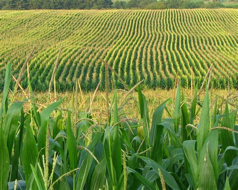 The Midwest’s Corn Belt Is Heating The Planet. Buy Organic. | Food Republic