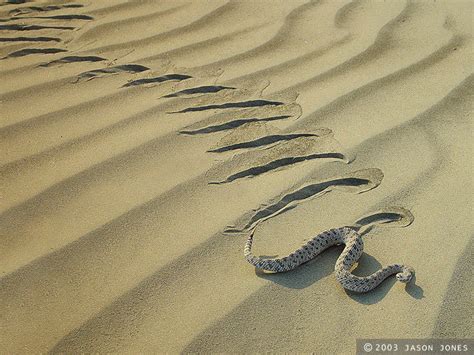 Reptile Facts - The Sidewinder Rattlesnake (Crotalus cerastes)...