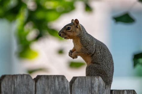 Premium Photo | Graceful squirrel in a natural habitat wildlife in ...