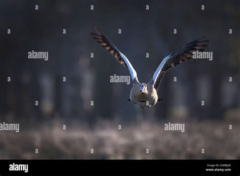 Egyptian goose flying towards camera Stock Photo - Alamy