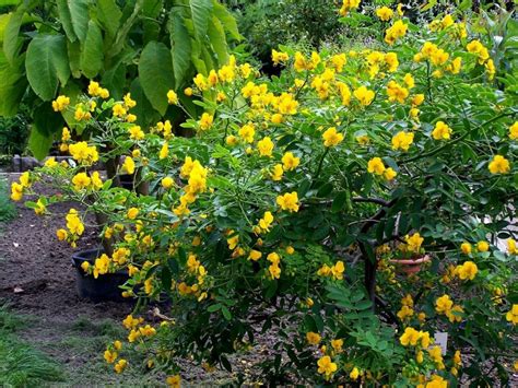 The 12 most beautiful types of cassia to grow in a pot or in the garden ...