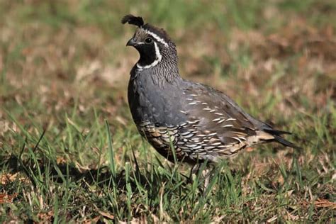 Quail Of North America