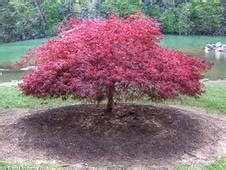 CRIMSON QUEEN Laceleaf Japanese Maple | Herter Nursery