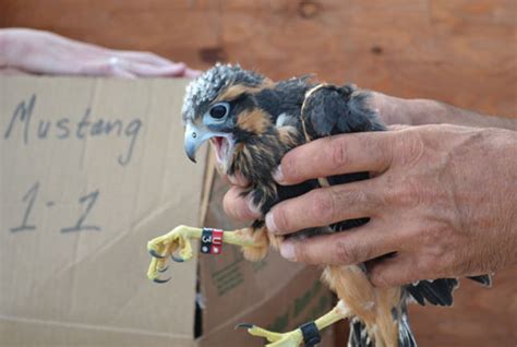 Aplomado falcon chicks released at Mustang Island State Park - North Texas e-News