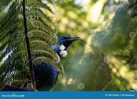 Tui Bird in New Zealand Singing in a Tree Stock Photo - Image of greenery, green: 185124524