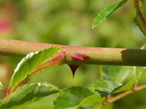 Stem Thorns Rose - Free photo on Pixabay - Pixabay