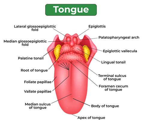 Parts Of The Tongue Diagram