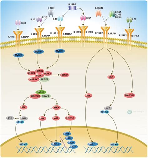 Understanding the Interleukin-1 family: Central mediators of innate immunity and inflammation