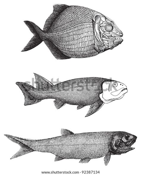 Historical Fish Platysomus Striatus Acanthodes Palaeoniscus: vector de ...