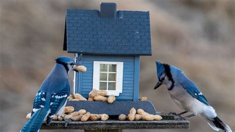 Blue Jay Birdhouses: The Best Type & How To Build One