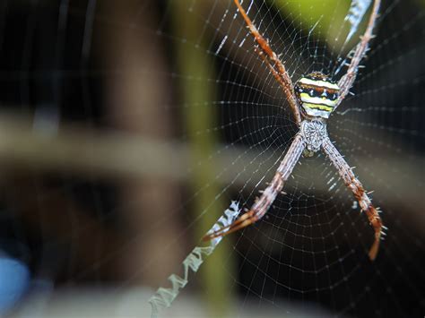 Hanging Spider Stock Photos, Images and Backgrounds for Free Download