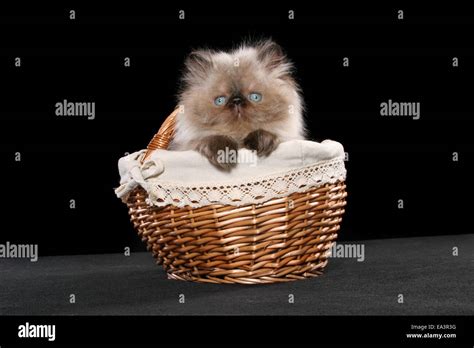 persian kitten in basket Stock Photo - Alamy