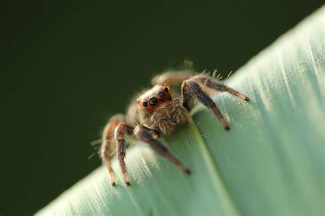 My jumping spider breeding | Arachnoboards