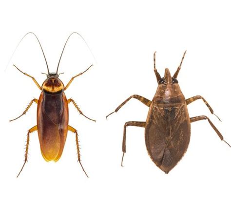 Exactly How to Tell if You’re Dealing With a Cockroach Vs. Water Bug—and What to Do