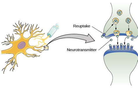 Psychology, Biopsychology, Cells of the Nervous System | OpenEd CUNY