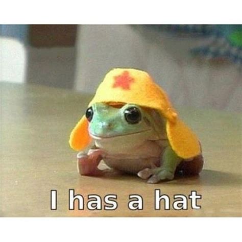 I has a hat. | Cute frogs, Cute animals, Funny animal pictures