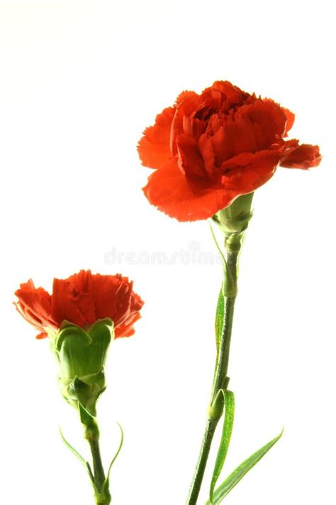 Red carnations stock image. Image of folds, open, anniversary - 4267251