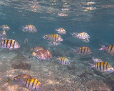 Escambron Beach Puerto Rico| Beach & Snorkel Guide - Snorkel and Hike