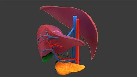 Liver Anatomy 3d