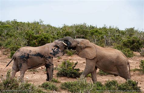 Addo Elephant National Park – Travel guide, Map & More!