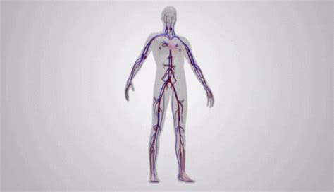 Open Circulatory System Animation GIFs | Tenor