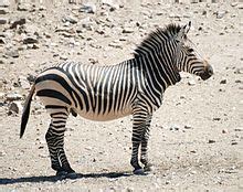 Mountain zebra - Wikipedia, the free encyclopedia