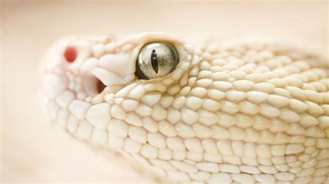 Wallpaper : white, animals, depth of field, snake, reptiles, gecko ...