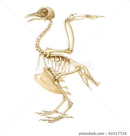 Bird skeleton realistic illustration. Bird body... - Stock Illustration [92017726] - PIXTA