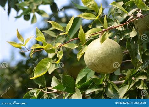 Aegle Marmelos or Indian Bael Fruit on the Tree. Stock Photo - Image of ...