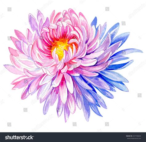 Large Very Detailed Painting Chrysanthemum Flower Stock Illustration 257730694 | Shutterstock