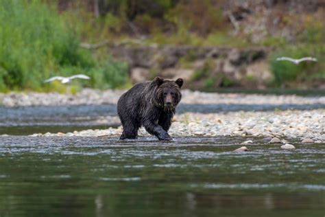 Here’s Where It’s Legal to Hunt Grizzly Bears - Wide Open Spaces