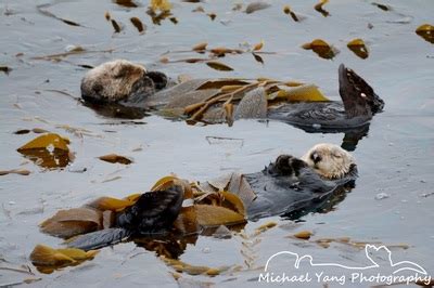 Sea Otters Sleeping in Kelp - Michael Yang Photography