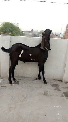 Breeder Bakra Lahore in Pakistan, Free classifieds in Pakistan | OLX ...