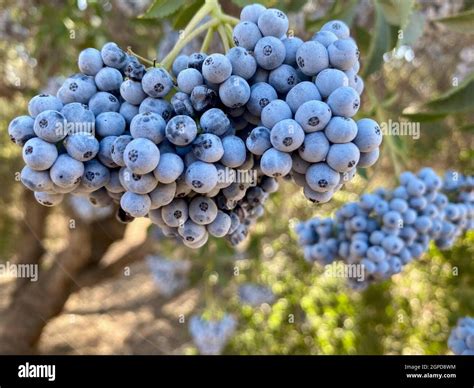 Edible Blue - Purple berries on indigenous native shrub known as the ...