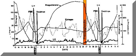 Cow Estrous Cycle Hormones - All About Cow Photos