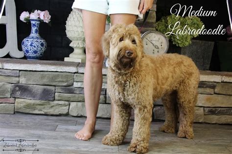 Lakewood Australian Labradoodles - Guía completa de tallas de ...