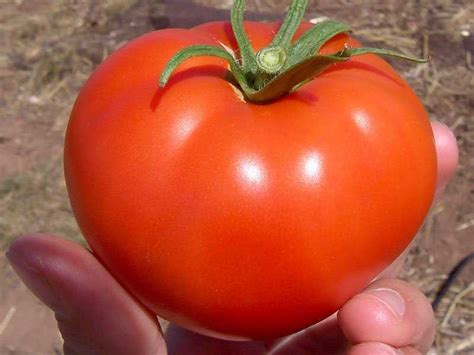 Supreme Court Tomato Is Vegetable - Business Insider