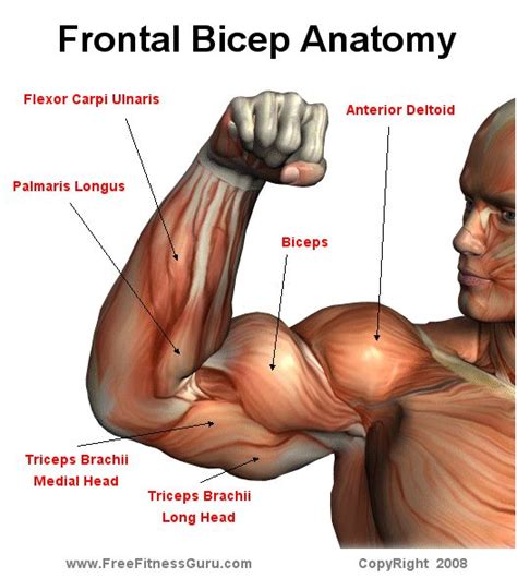 Bicep front Anatomy | Human muscle anatomy, Medical anatomy, Anatomy