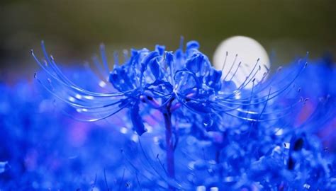 The Enigmatic Beauty of Lycoris Radiata: A Closer Look at the Spider ...