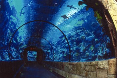 Shark Reef Aquarium: Las Vegas Attractions Review - 10Best Experts and ...