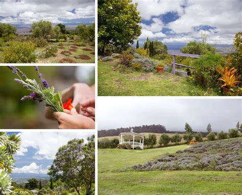 Ali'i Kula Lavender Farm: The Experience - Maui Guide