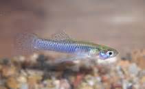 Gambusia affinis - Mosquitofish -- Discover Life