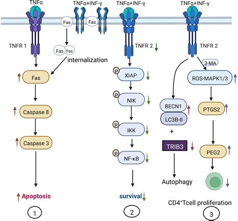 Frontiers | The role of TNF-α in the fate regulation and functional ...