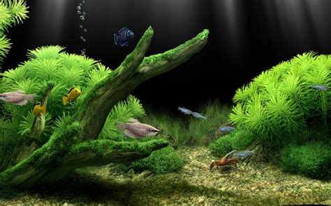 Fish Tank Wallpaper - WallpaperSafari