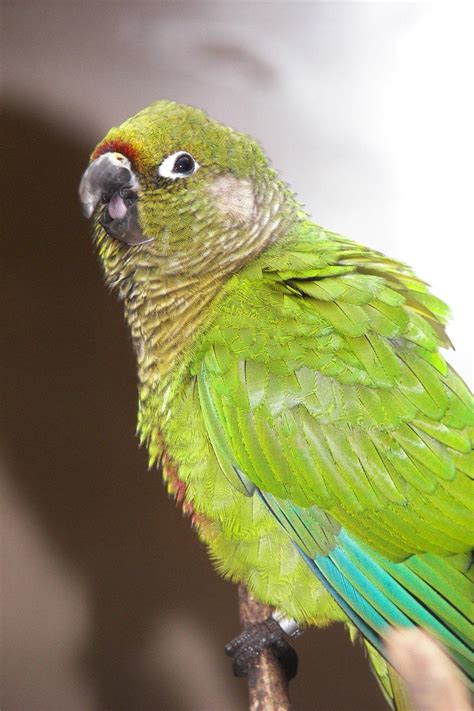 Green Parrot Free Photo Download | FreeImages