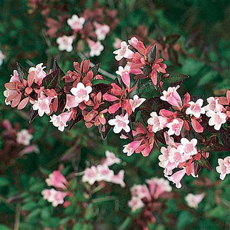 Abelia x grandiflora - Sunset Magazine