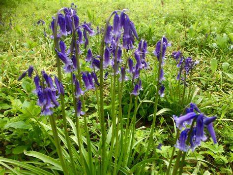 Free stock photo of bluebells, field, flower