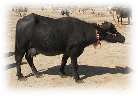 Dairy Farming: Murrah Buffalo Pictures