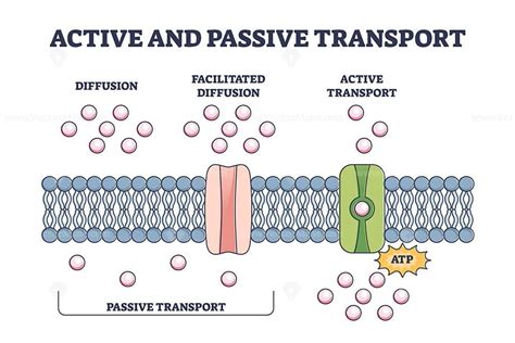 Active and passive transport as molecules ATP movement in outline ...