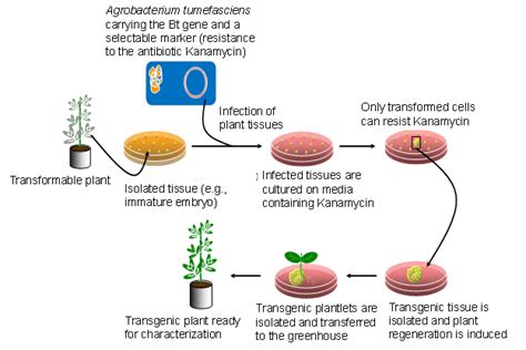 Genetically Modified Crops Process